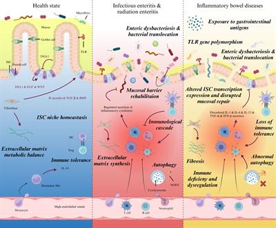 Emerging strategy towards mucosal healing in inflammatory bowel disease: what the future holds?